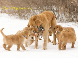 hunting retriever